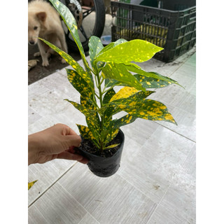 Cây vàng bạc, lá vàng