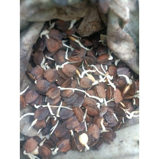 HẠT GIỐNG DƯA TÂY (DƯA GANG TÂY) - 5 hạt/ gói