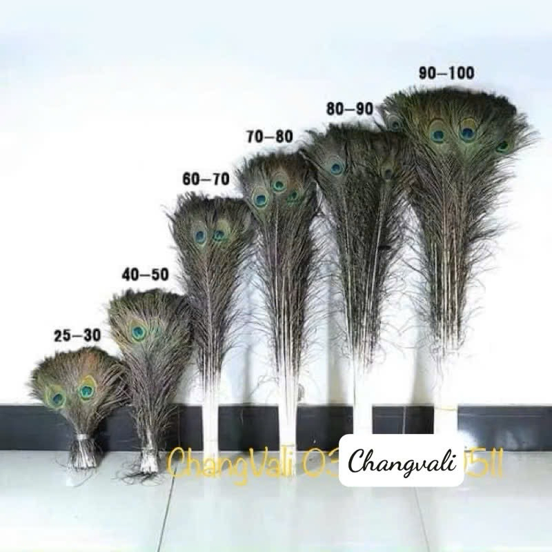 Lông công tự nhiên làm oản tài lộc dài 20-80cm