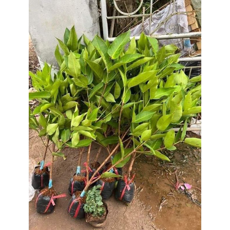 Cây giống Roi Xanh