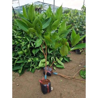 Cây giống Roi Xanh