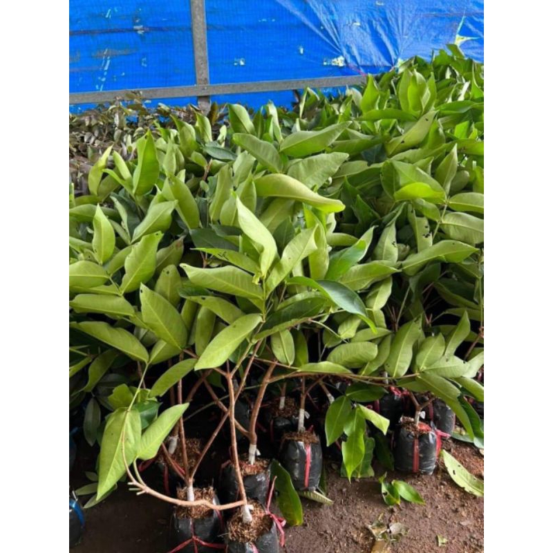 Cây Giống Roi Đỏ Thái Lan