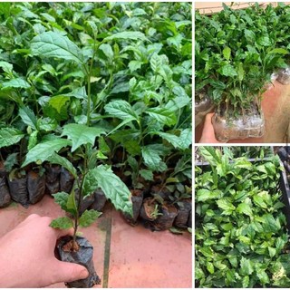 Cây Giống Trám Đen