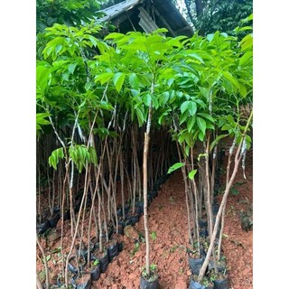 Cây Giống Trám Đen