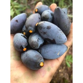 Cây Giống Trám Đen