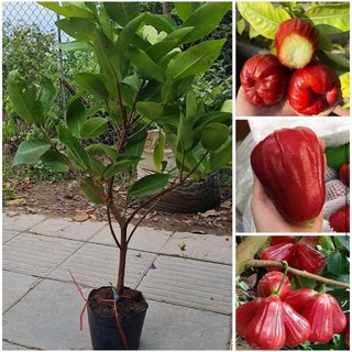 Cây Giống Roi Đỏ Thái Lan