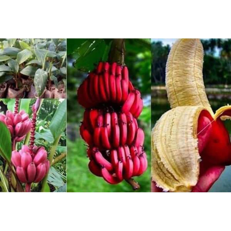 Cây Giống Chuối Đỏ Đăc Ca