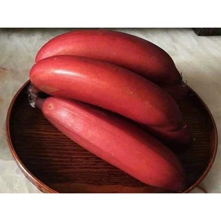 Cây Giống Chuối Đỏ Đăc Ca