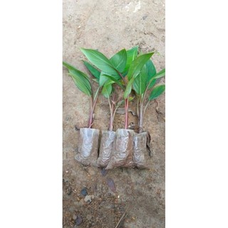 Cây Giống Chuối Đỏ Đăc Ca