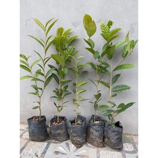 Cây Giống Chè Hoa Vàng