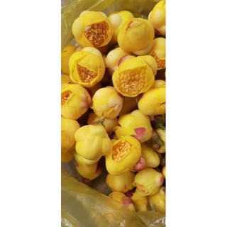 Cây Giống Chè Hoa Vàng