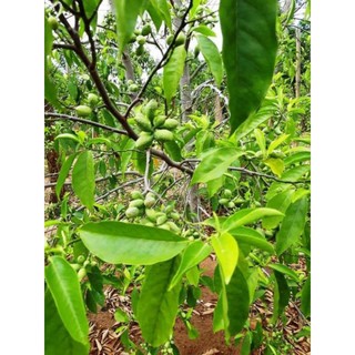 Cây Giống Dổi Ghép Siêu Sớm
