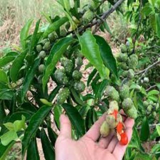 Cây Giống Dổi Ghép Siêu Sớm