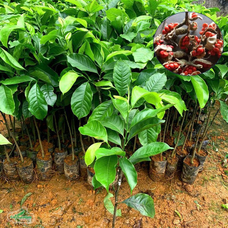 Cây Giống Dổi Ghép Siêu Sớm