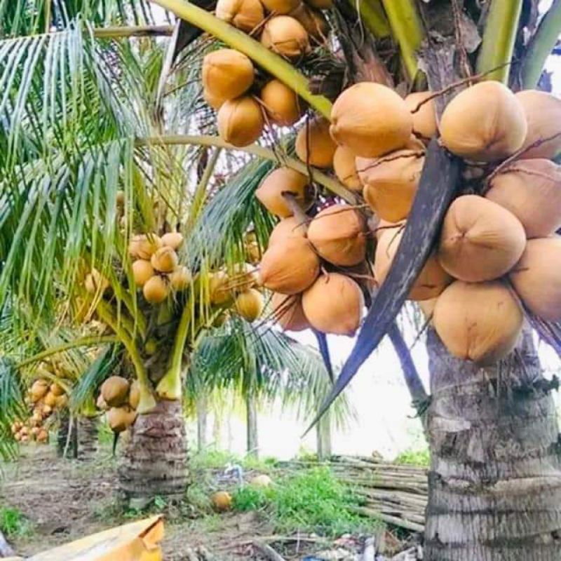 Cây Giống Dừa Lửa