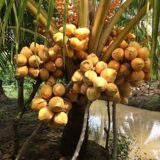 Cây Giống Dừa Lửa