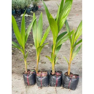 Cây Giống Dừa Lửa