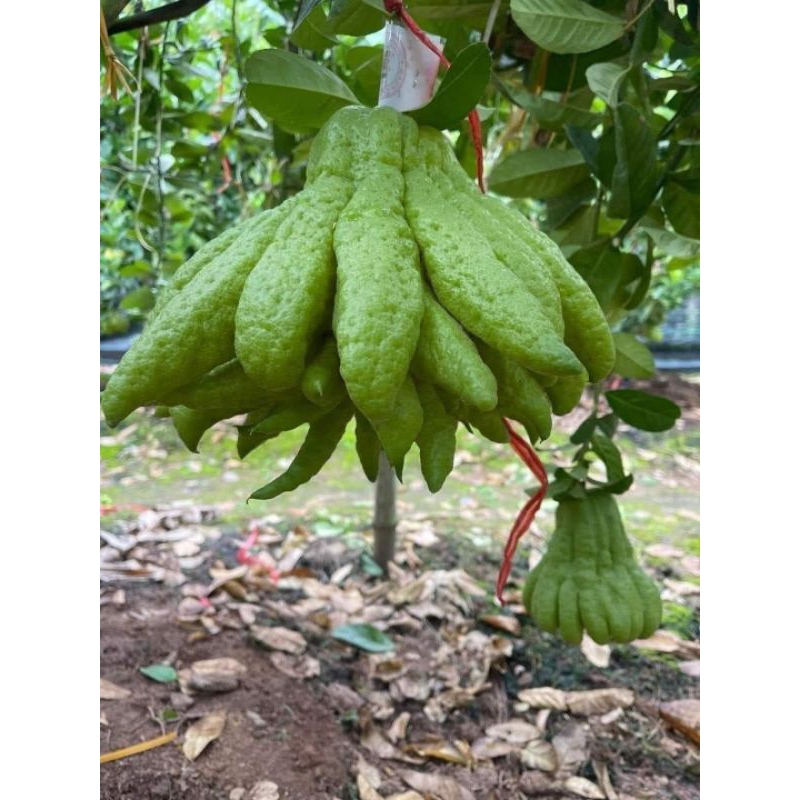 Cây Giống Phật Thủ