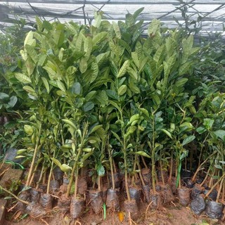 Cây Giống Phật Thủ