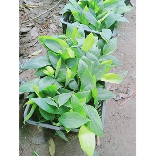 Cây Giống Chuối Tiêu Hồng