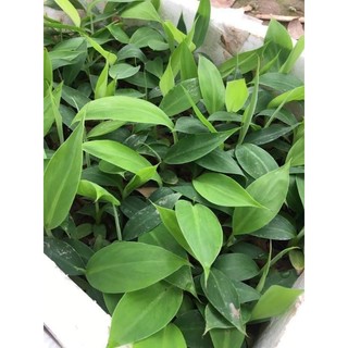 Cây Giống Chuối Tiêu Hồng