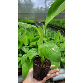 Cây Giống Chuối Tiêu Hồng