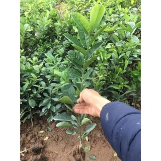 Cây Giống Phật Thủ