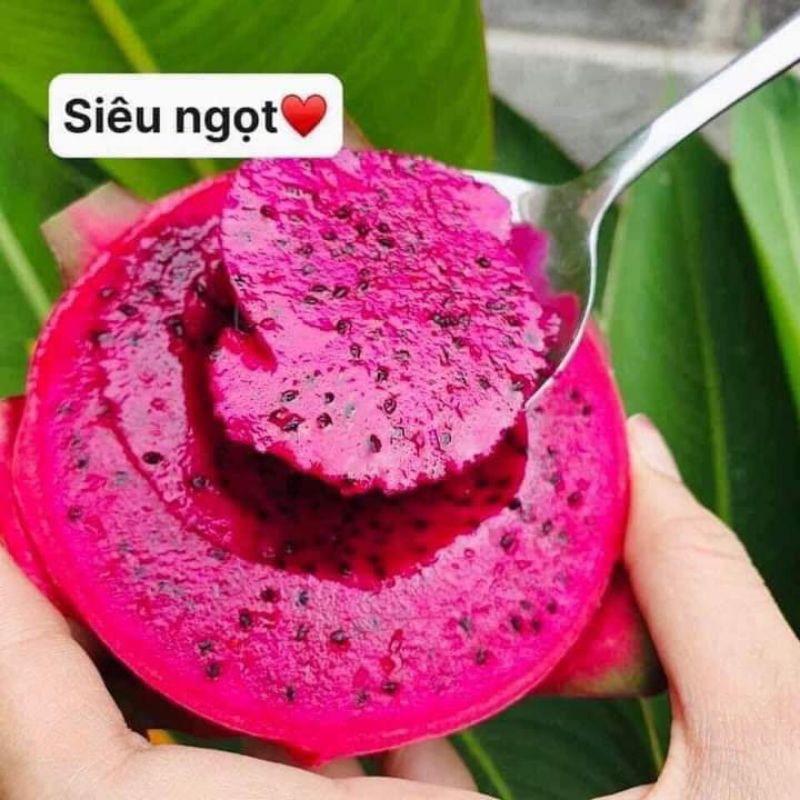 Cây Thanh Long Ruột Đỏ
