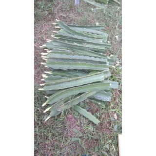 Cây Thanh Long Ruột Đỏ