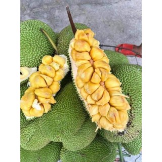 Cây giống mít tố ngự vị sầu riêng