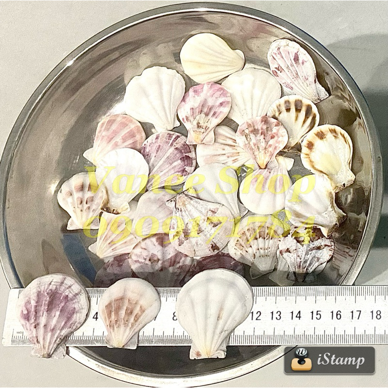 Vỏ sò điệp baby 100gr
