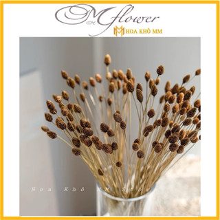 Quả thông Brazil nhập khẩu hoa khô hoa thật trang trí phong cách Nhật Bản bố trí cửa hàng mô hình trang trí phòng