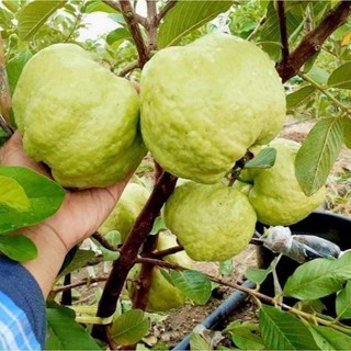 Cây Nhãn Hạt Lép Thái