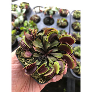 Chậu bẫy kẹp đỏ maroon monster full size.