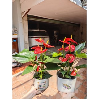 (Ship hoả tốc HN) Cây hồng môn đỏ để bàn cực xinh nhiều hoa ,cây phong thủy tài lộc cao 30 -35cm