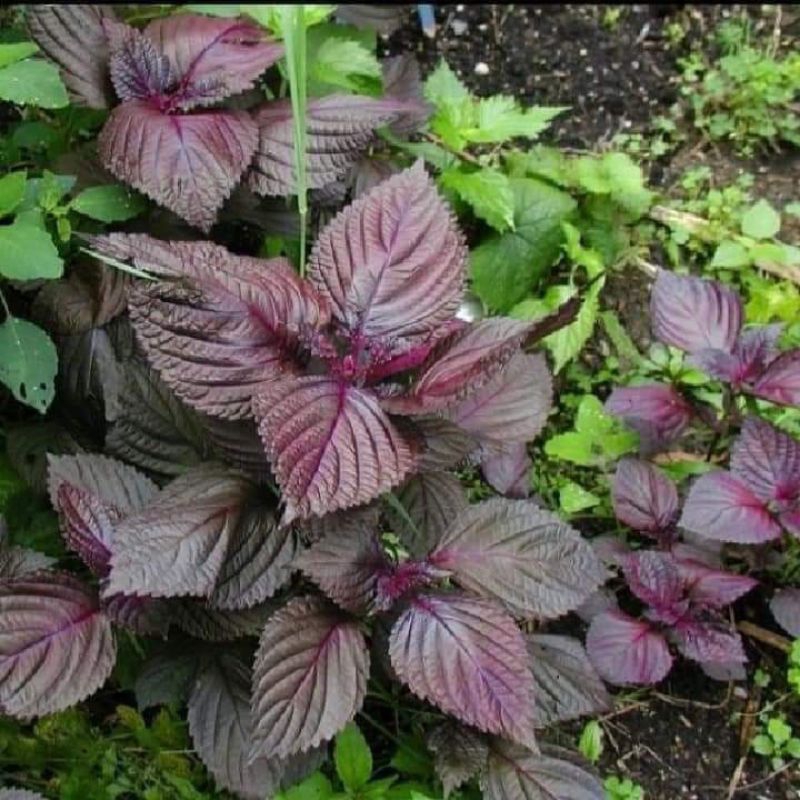 Hạt tía tô tím - rau thơm, dễ trồng