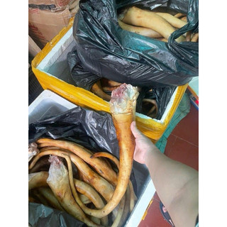 đuôi bò tươi  nguyên hoặc cắt khúc