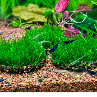 Rêu Thảm Flame Moss - Tiền Cảnh - Trải Thảm - Không Co2