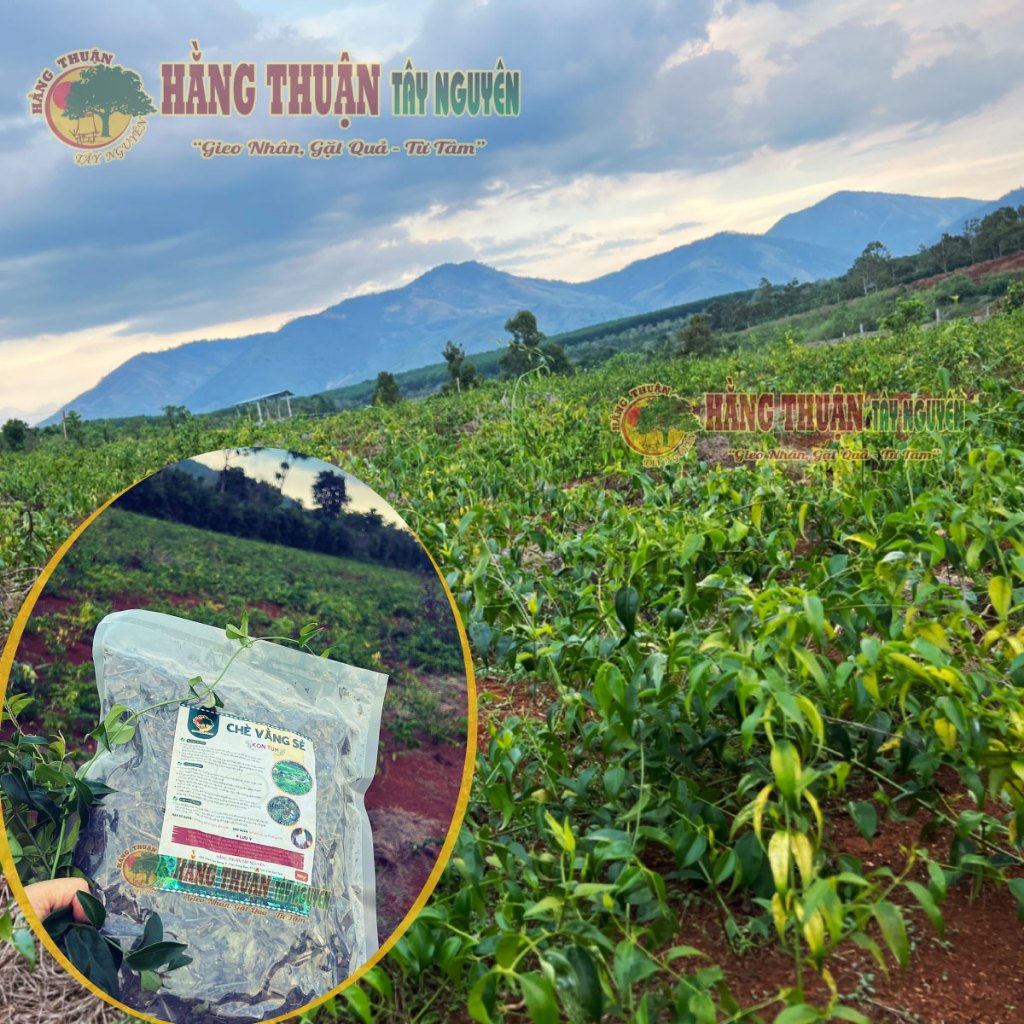 Chè Vằng Sẻ Hằng Thuận Tây Nguyên