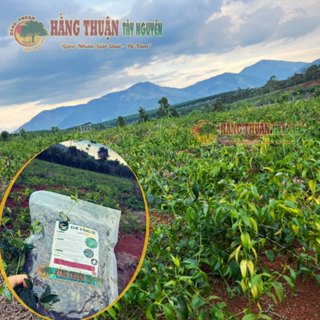 Chè Vằng Sẻ Hằng Thuận Tây Nguyên