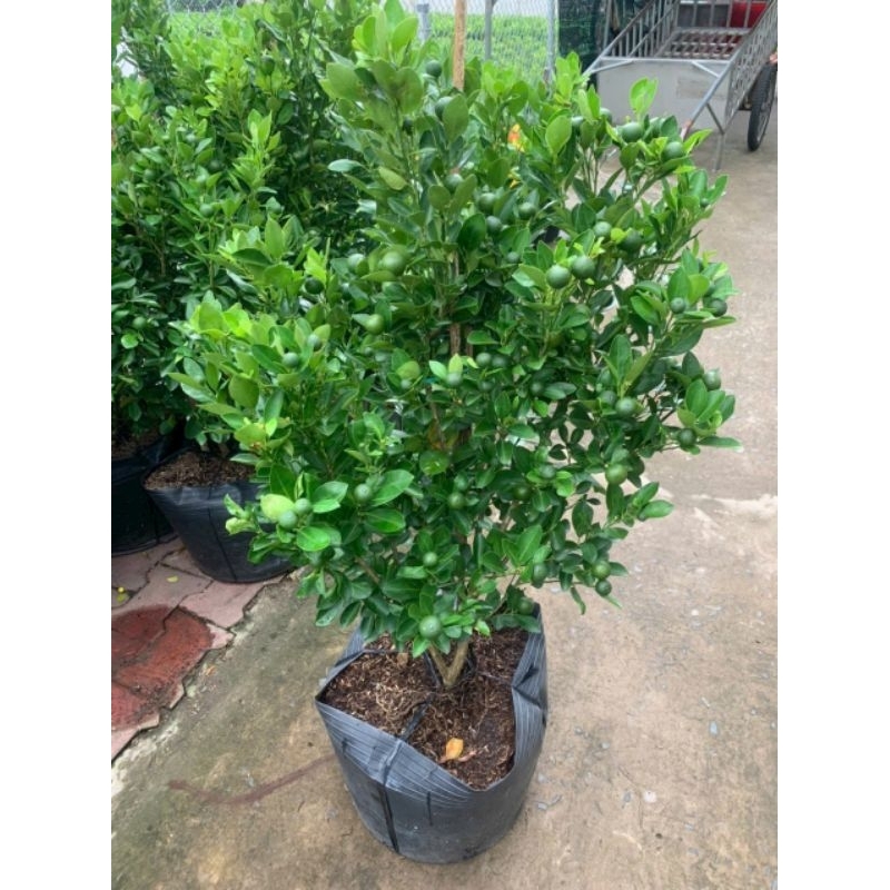 Cây 🌲 Tắc ( đang trái)
