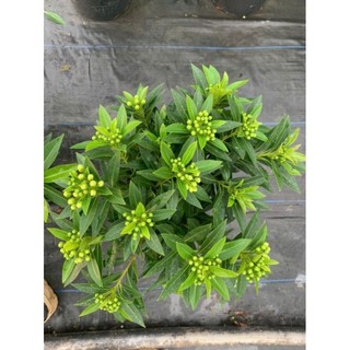 Cây 🌲 Mai Thái ( màu vàng ) đang hoa