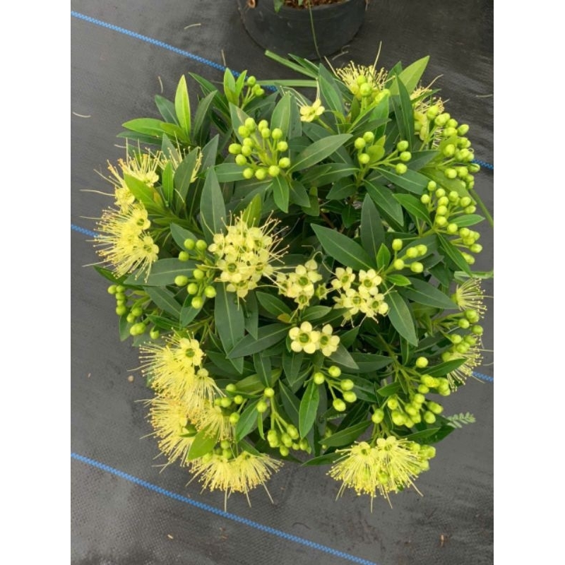 Cây 🌲 Mai Thái ( màu vàng ) đang hoa