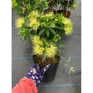Cây 🌲 Mai Thái ( màu vàng ) đang hoa