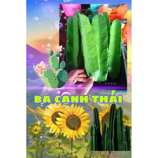 Xương rồng - Combo 10 chân Xương rồng ba cạnh Thái 100k ( Xương rồng Chợ Mới). size - 20 - 22cm.  đã xử lý gai.