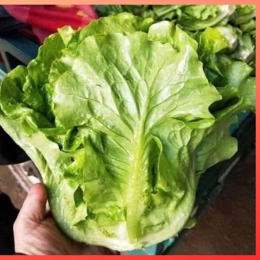 hạt giống xà lách italy chịu nhiệt- chịu lạnh g giòn ngọt