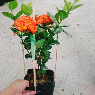 cây trang phụng hoàng cam