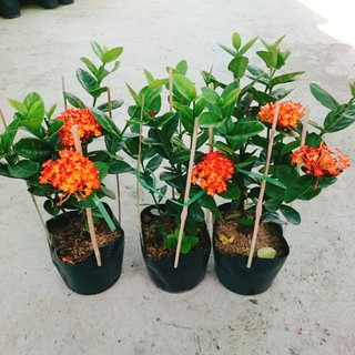 cây trang phụng hoàng cam
