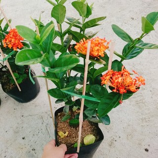 cây trang phụng hoàng cam