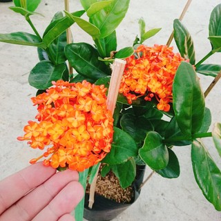 cây trang phụng hoàng cam